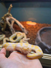 Load image into Gallery viewer, Jake, from Snake Farm 'Albino Ball'
