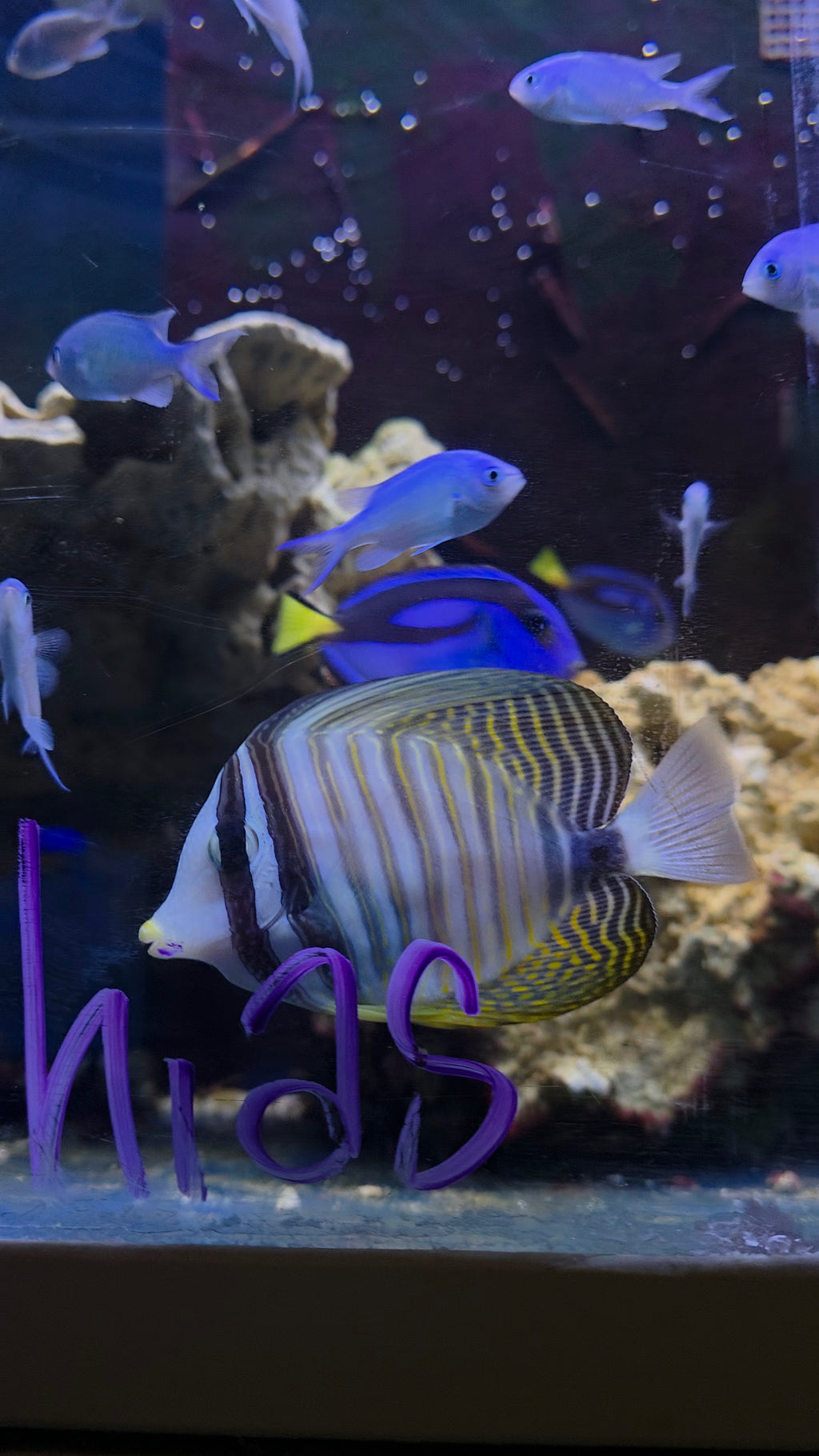 Sailfin Tang