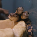 Ed, Edd & Eddy 'Yellow Bullsnakes'