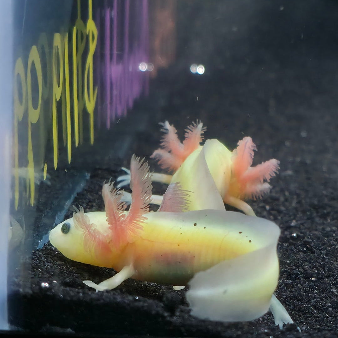 Axolotls