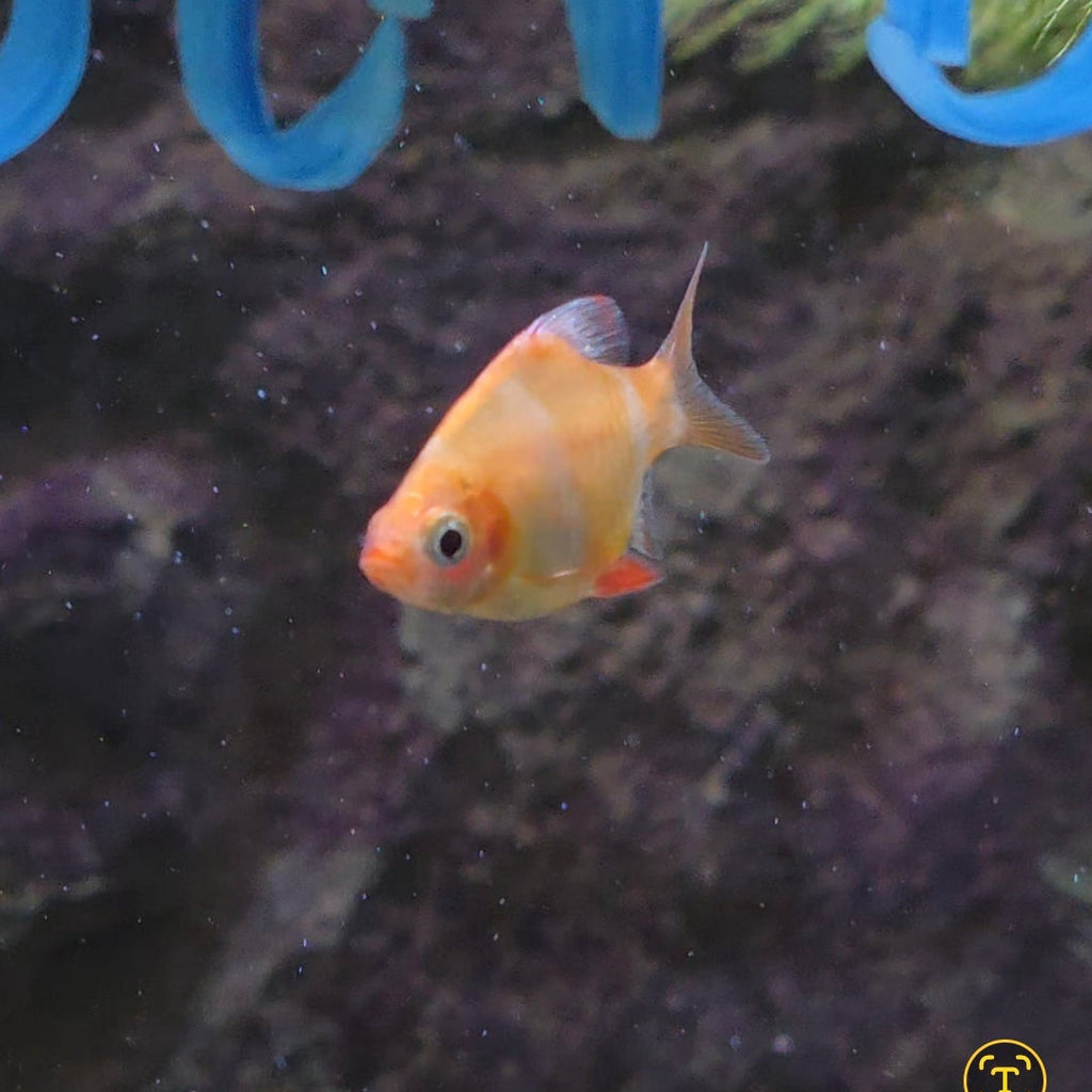 Assorted Tiger Barb