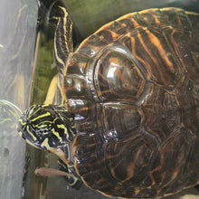 Load image into Gallery viewer, Yellow Bellied Slider
