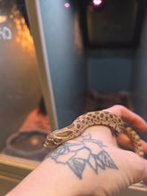 Load image into Gallery viewer, Reese Slitherspoon 'Western Hognose'
