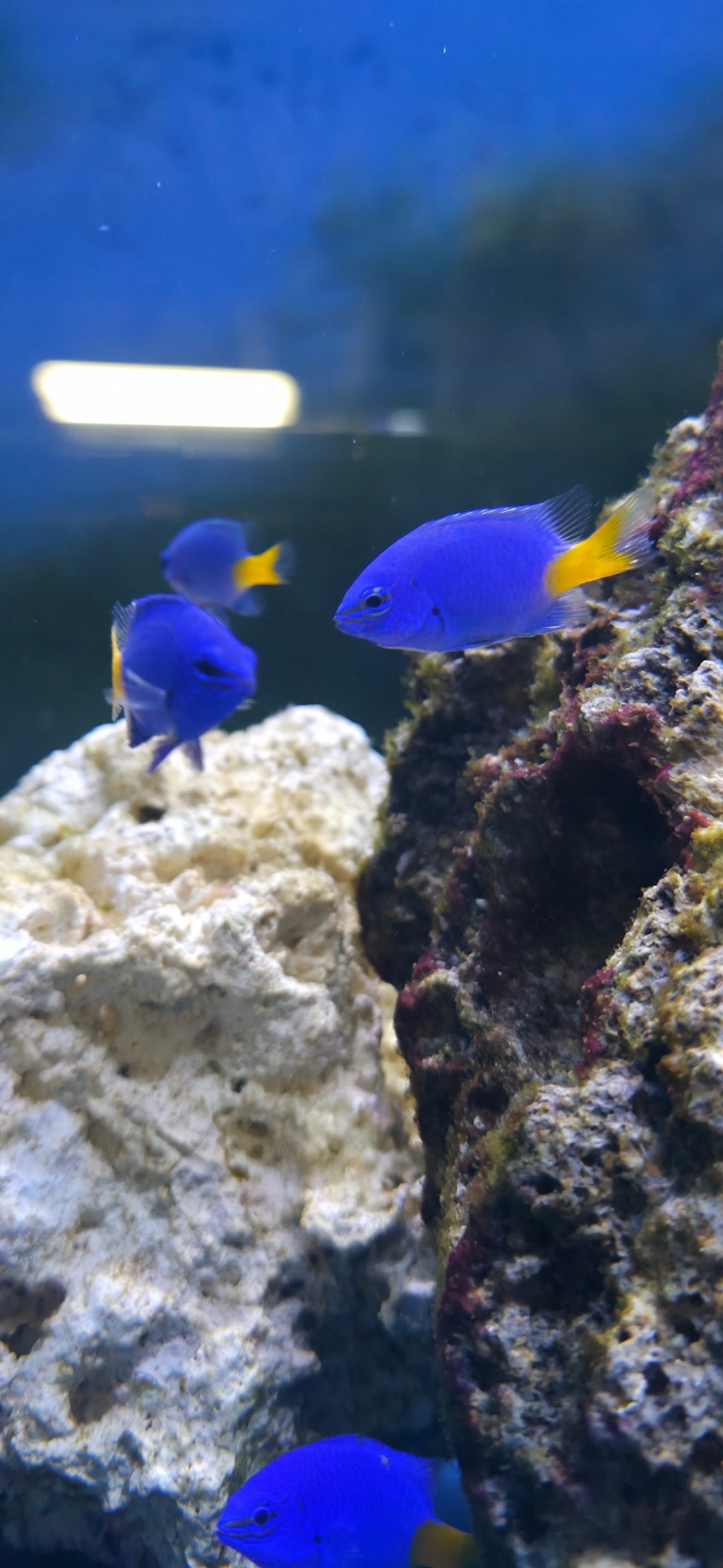 Blue Yellowtail Damsel