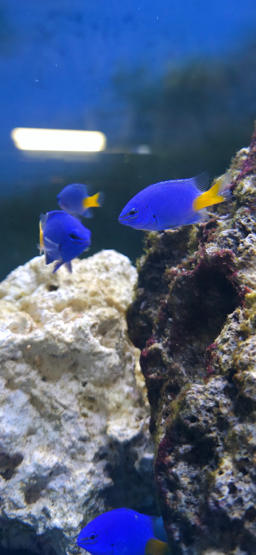 Blue Yellowtail Damsel