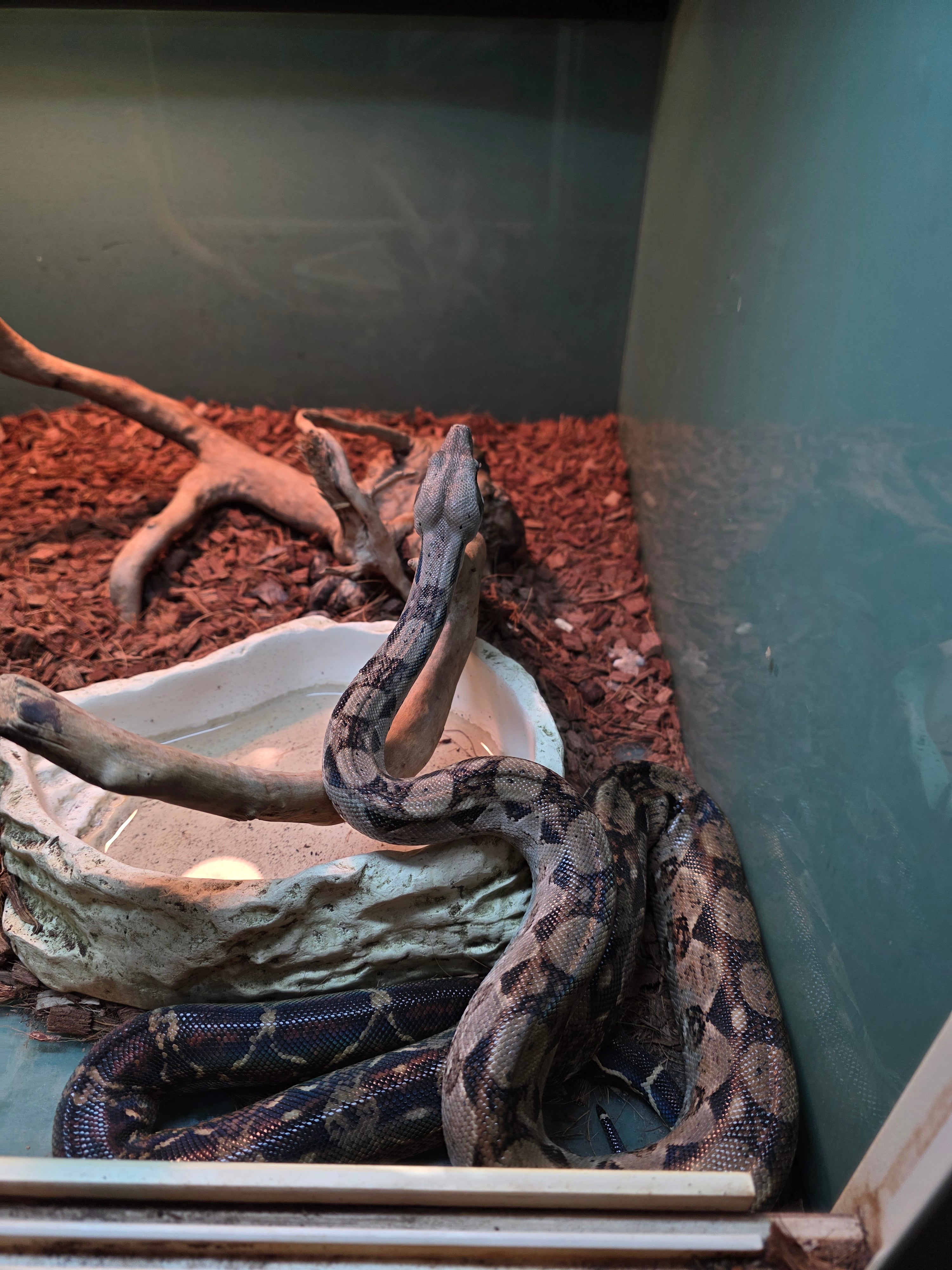 Nicaraguan Boa