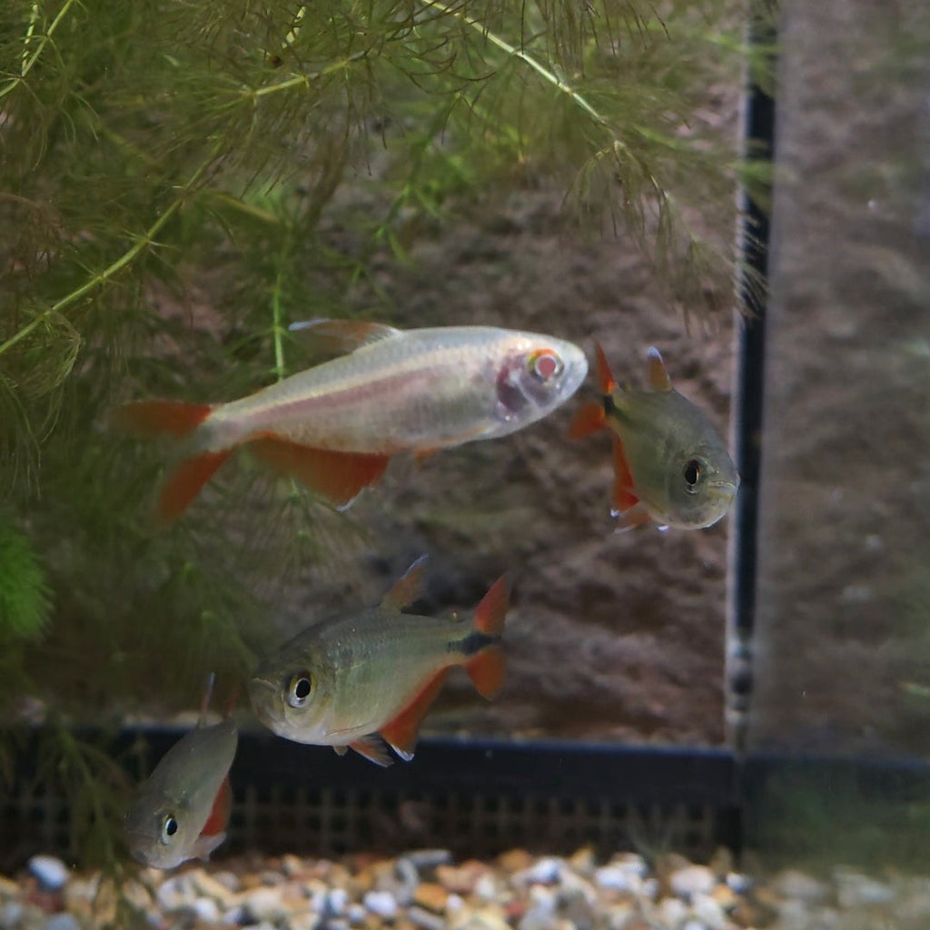 Buenos Aires Tetra