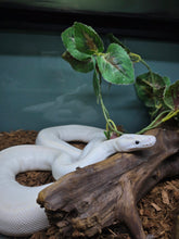 Load image into Gallery viewer, Pastel Puma Ball Python
