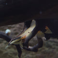 Bumblebee Catfish
