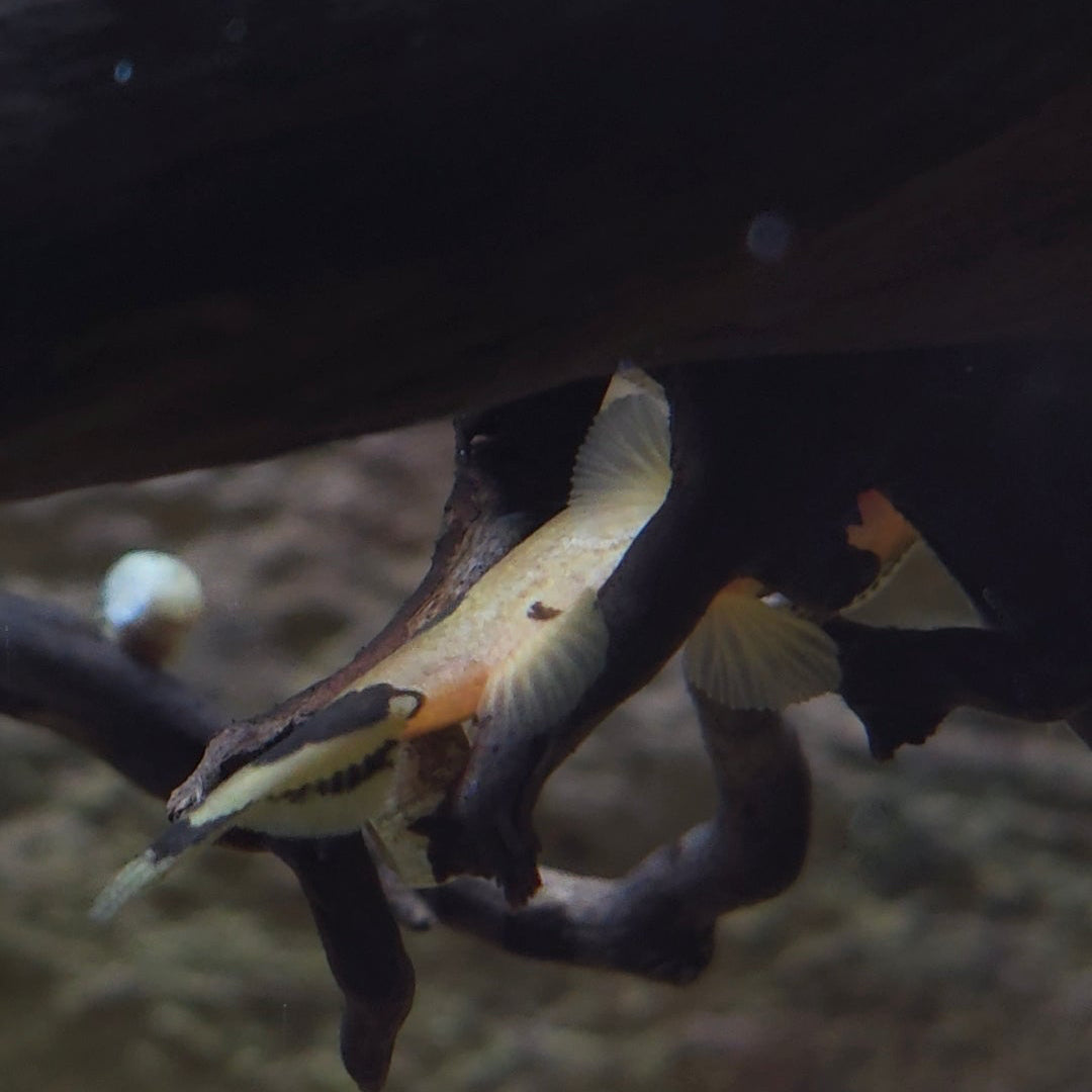 Bumblebee Catfish