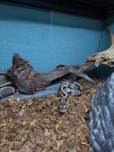 Load image into Gallery viewer, Ball Python

