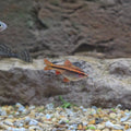 Cherry Barb