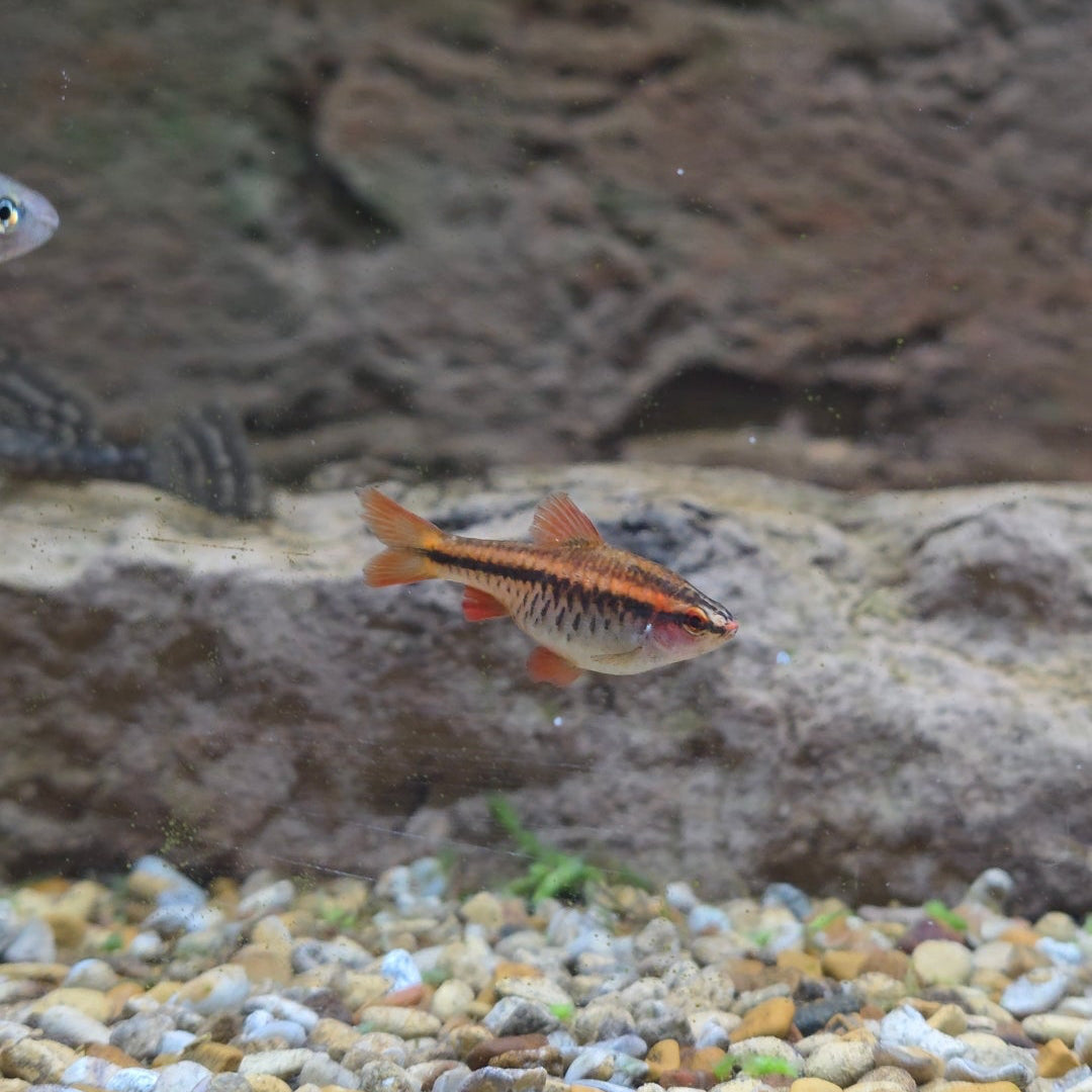 Cherry Barb