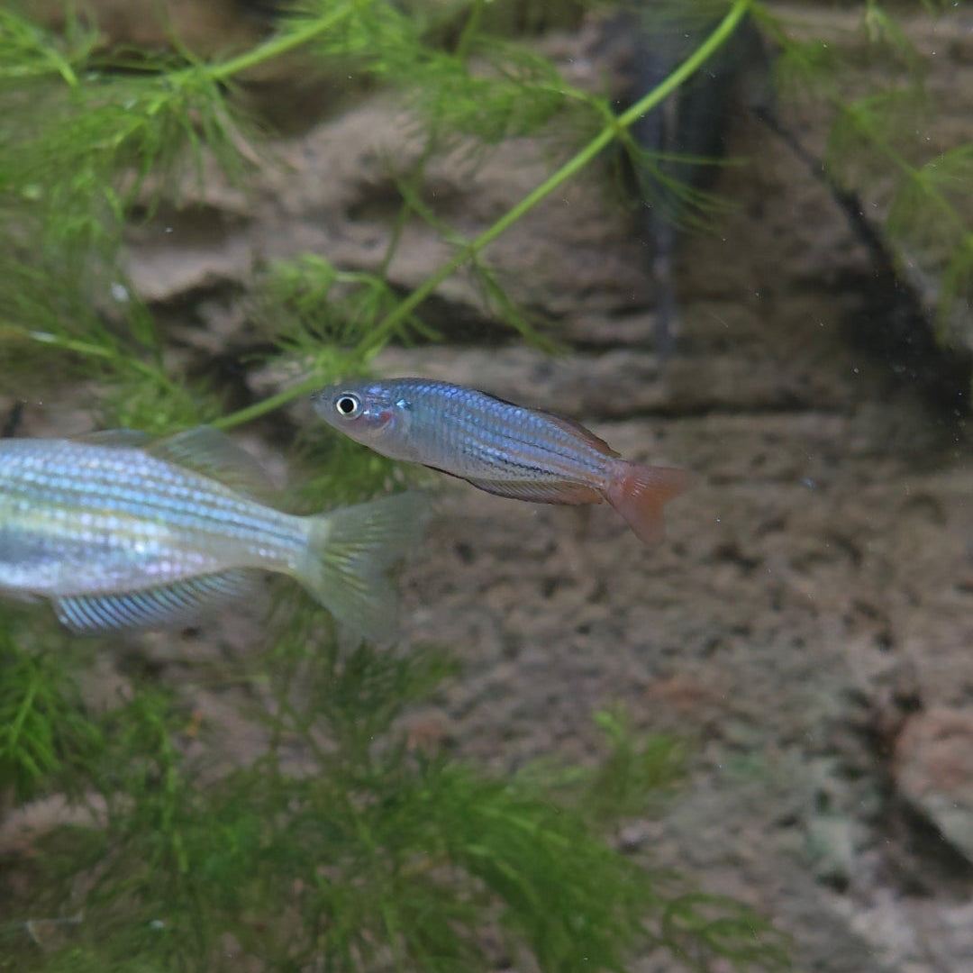 Ornate Rainbowfish