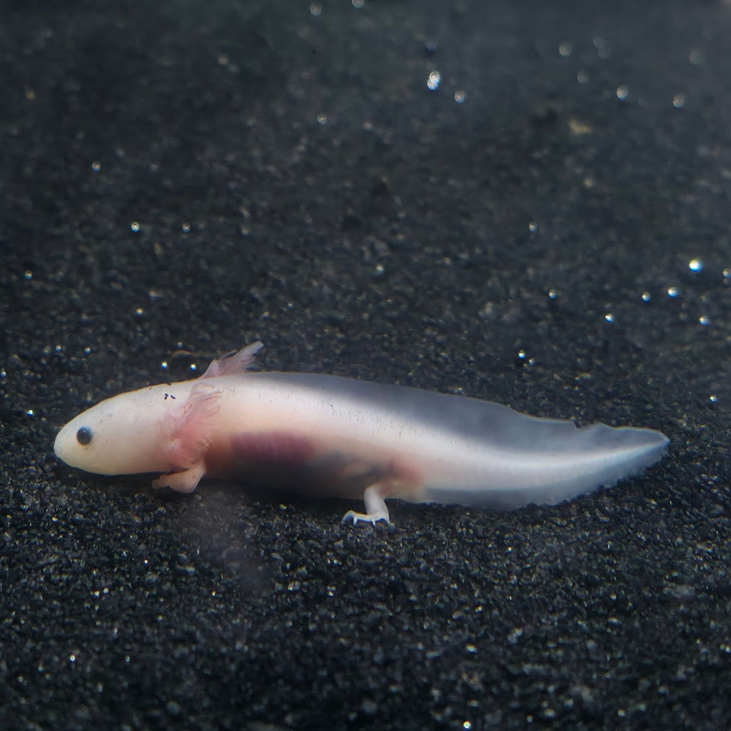 Axolotls