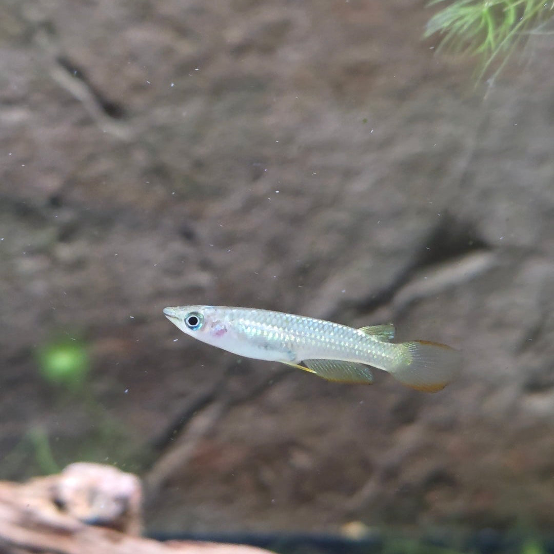Golden Wonder Killi Fish