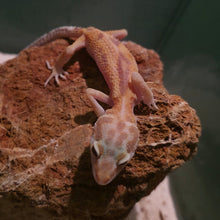 Load image into Gallery viewer, Leopard Gecko Juvenile
