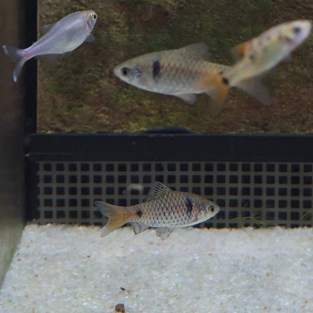 Odessa Barb