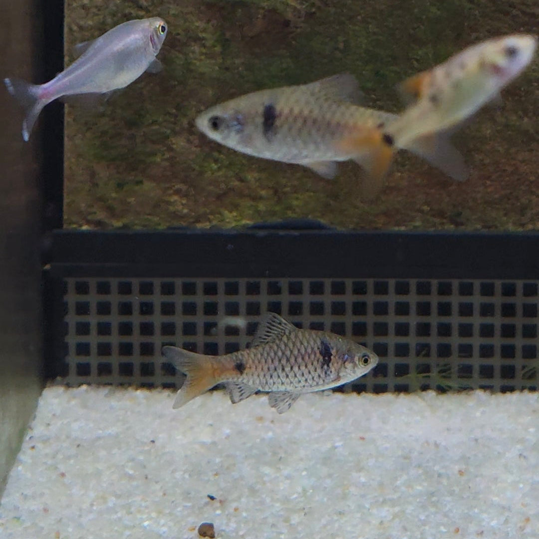 Odessa Barb