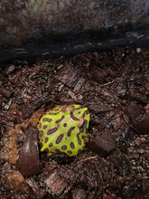 Load image into Gallery viewer, Pa 'Pacman Frog'
