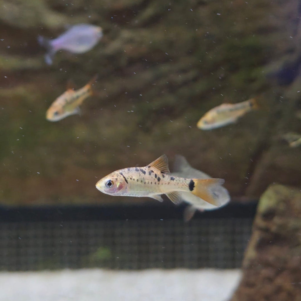 Pentazona Barb
