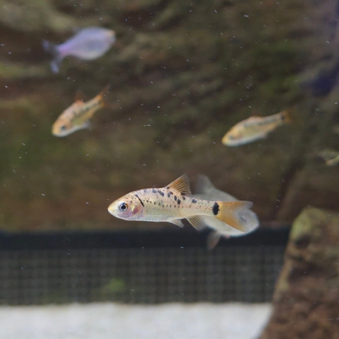 Pentazona Barb