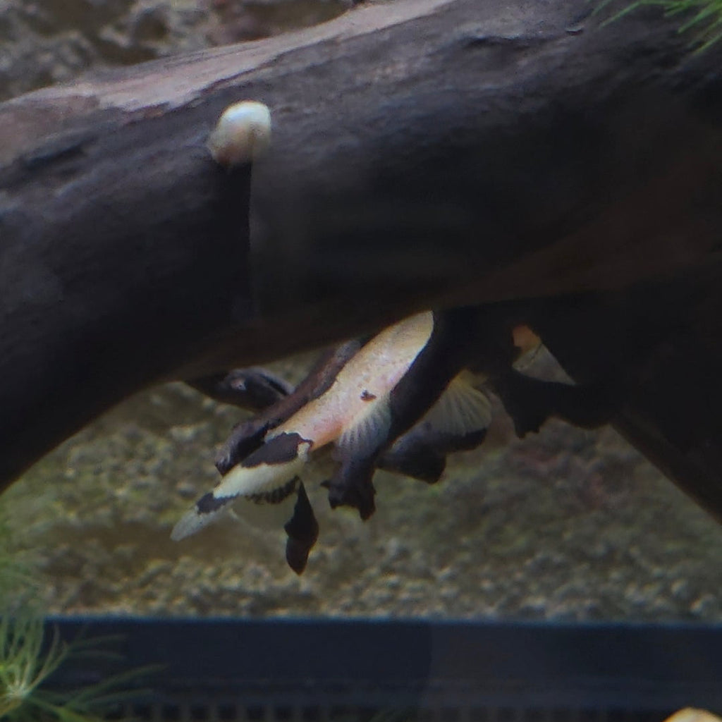 Bumblebee Catfish