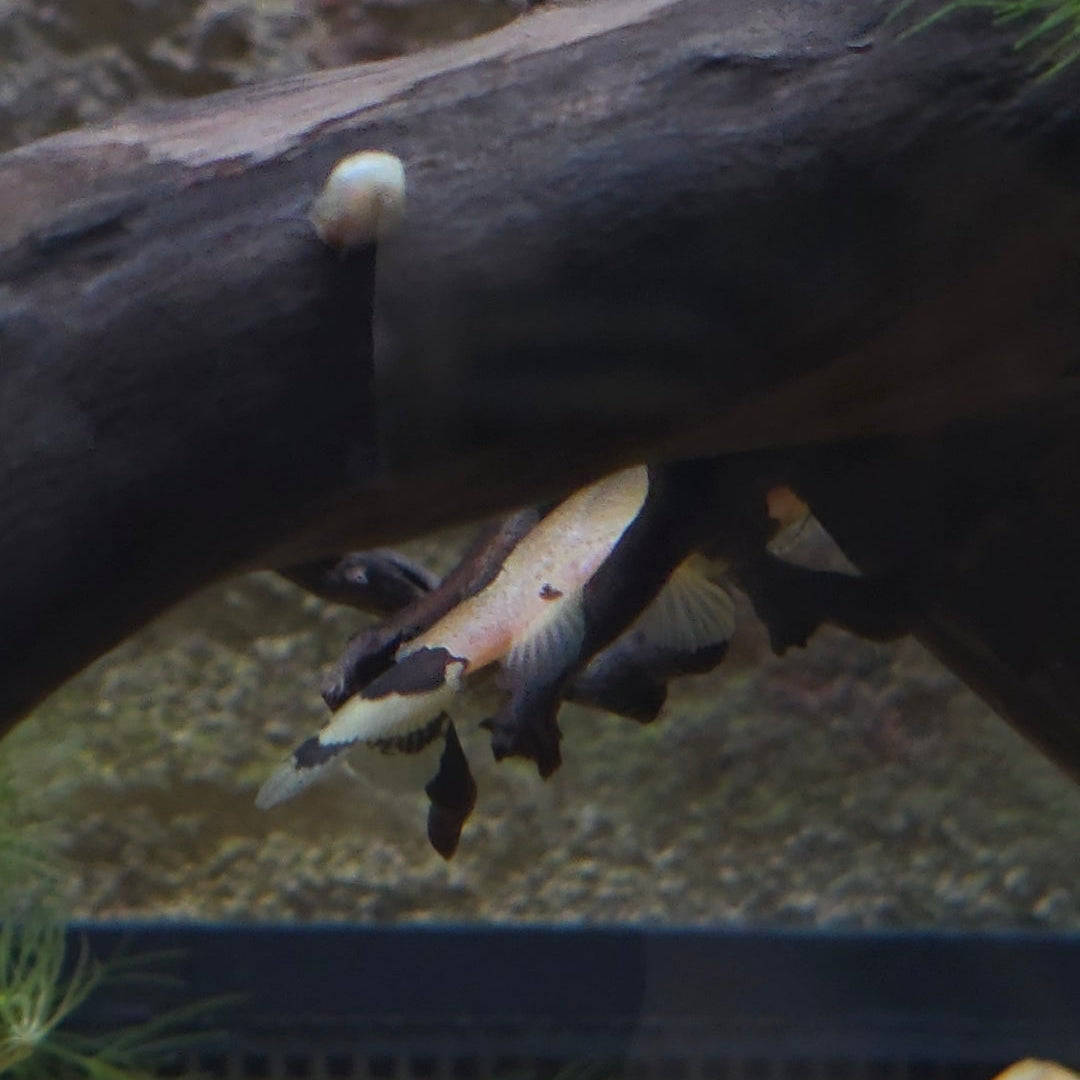 Bumblebee Catfish