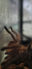 Load image into Gallery viewer, Rosehair Tarantula

