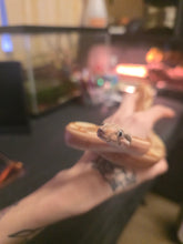 Load image into Gallery viewer, Colombian Labrith Hypo Morph VPI Albino
