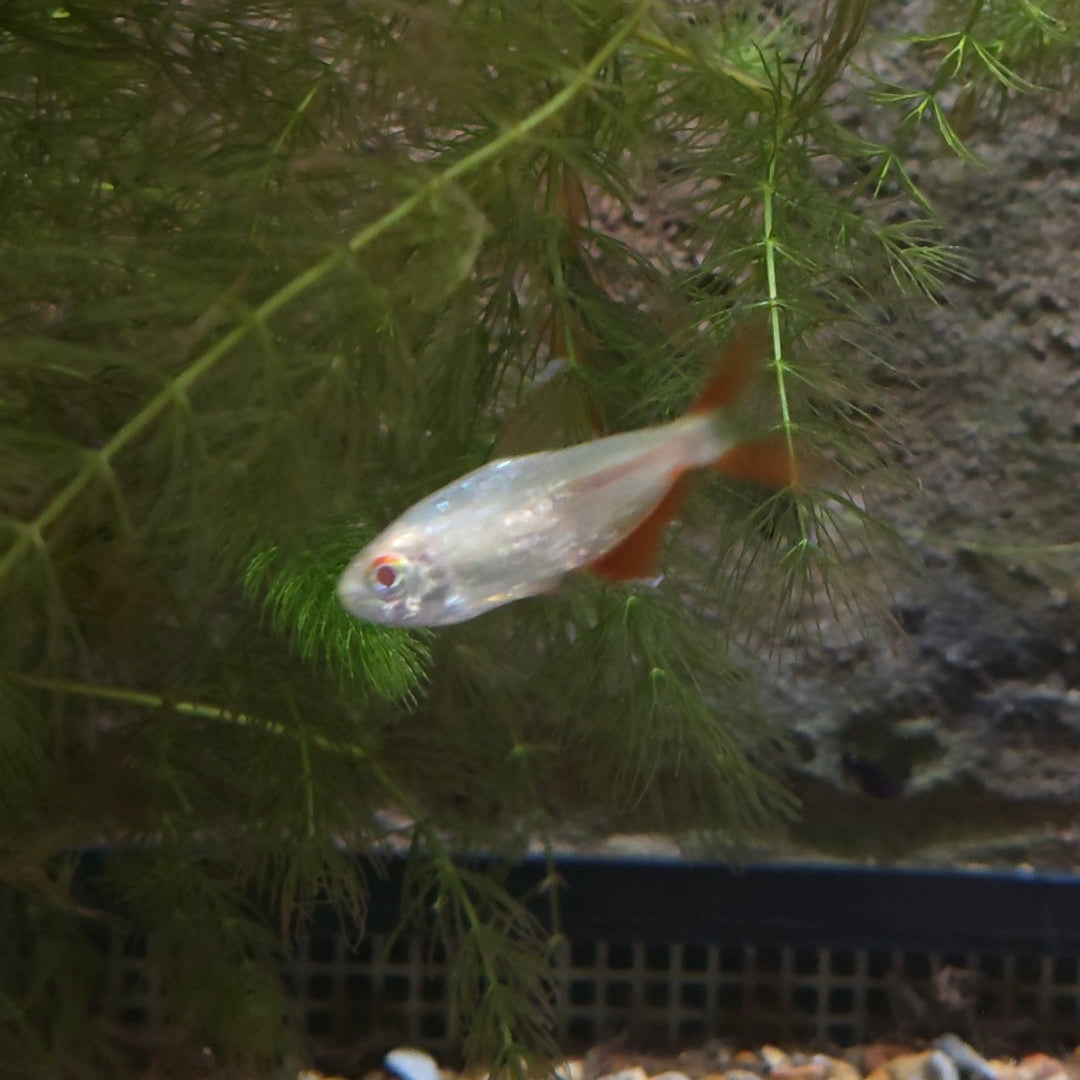 Buenos Aires Tetra
