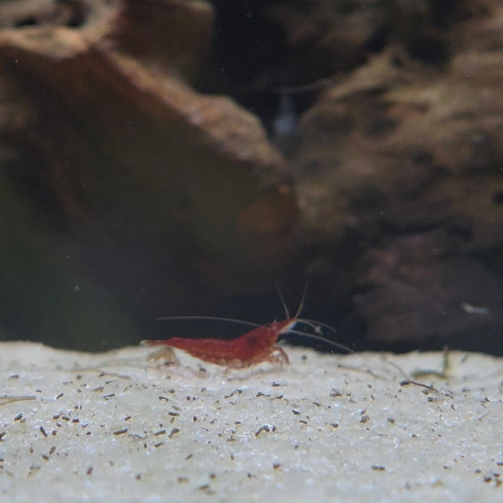 Neocaridina