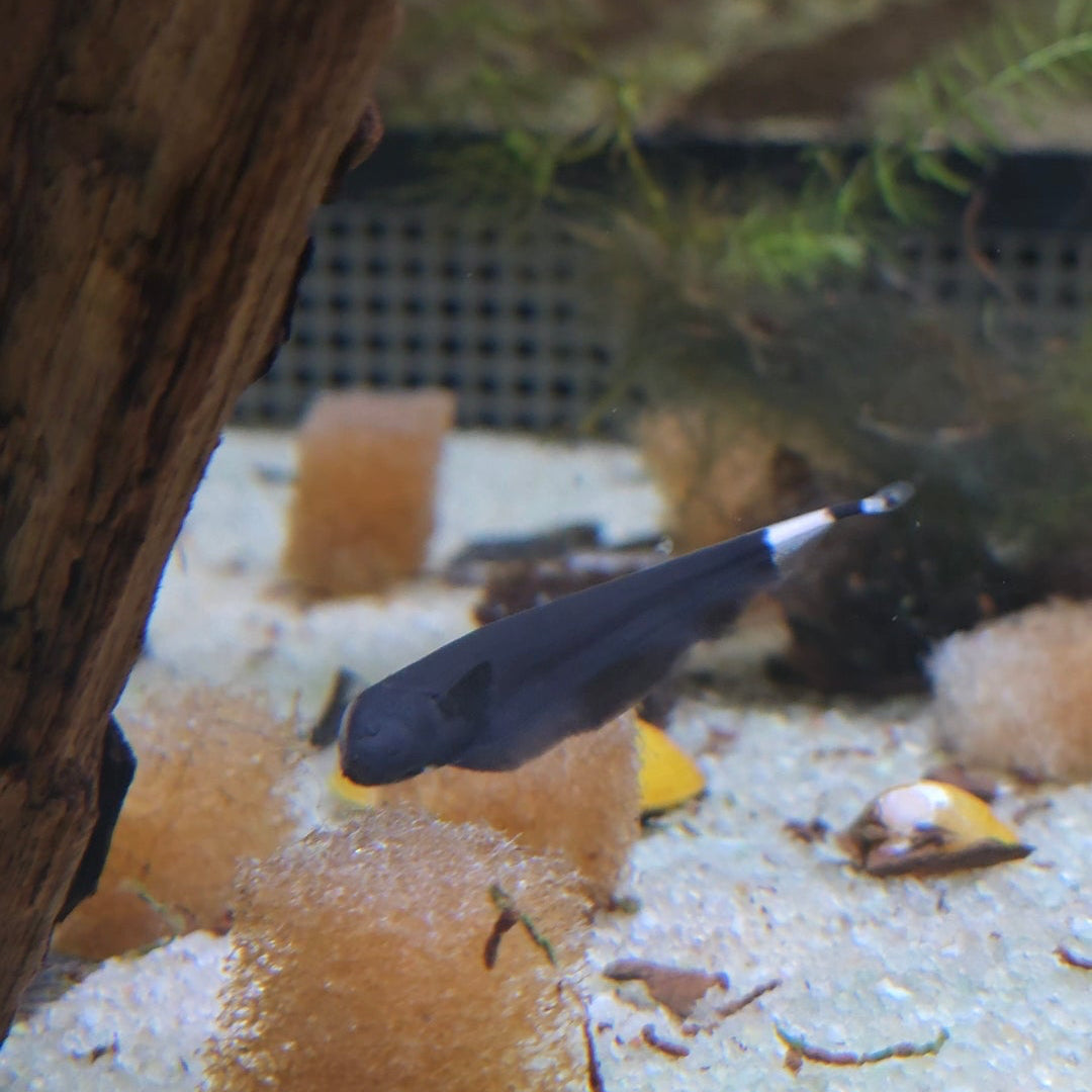 Black Ghost Knifefish