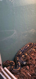 Ball Python