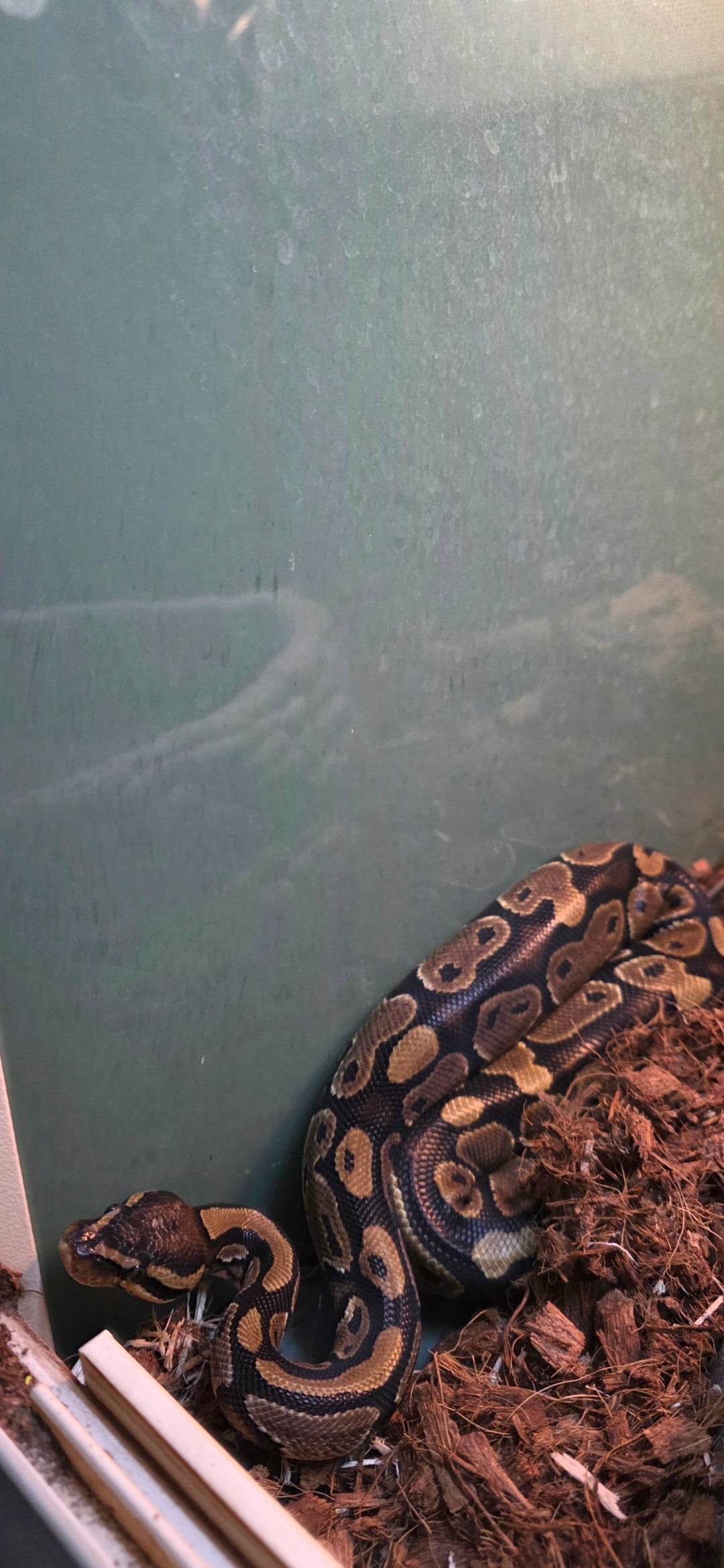 Ball Python