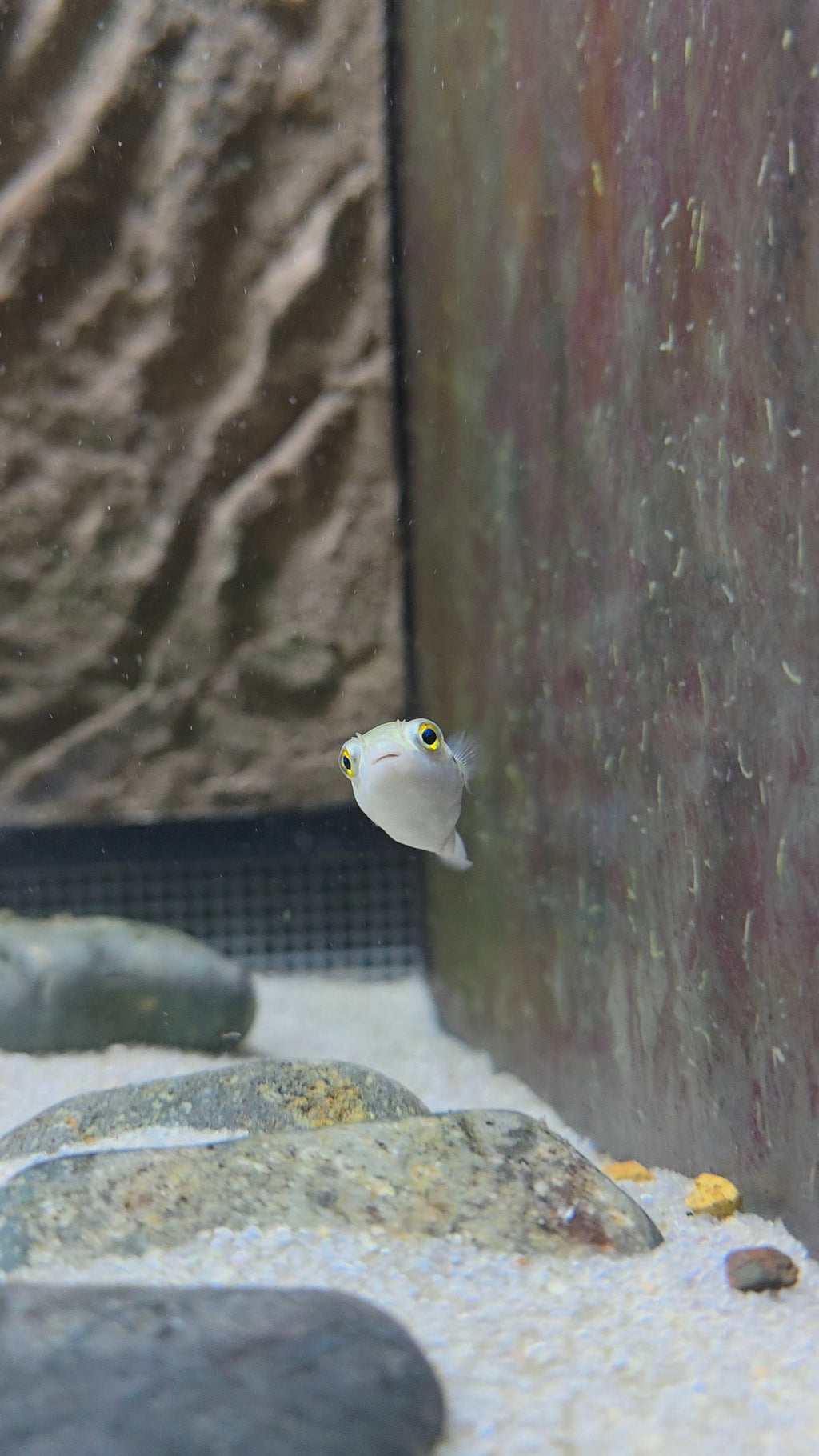 Green Spotted Puffer
