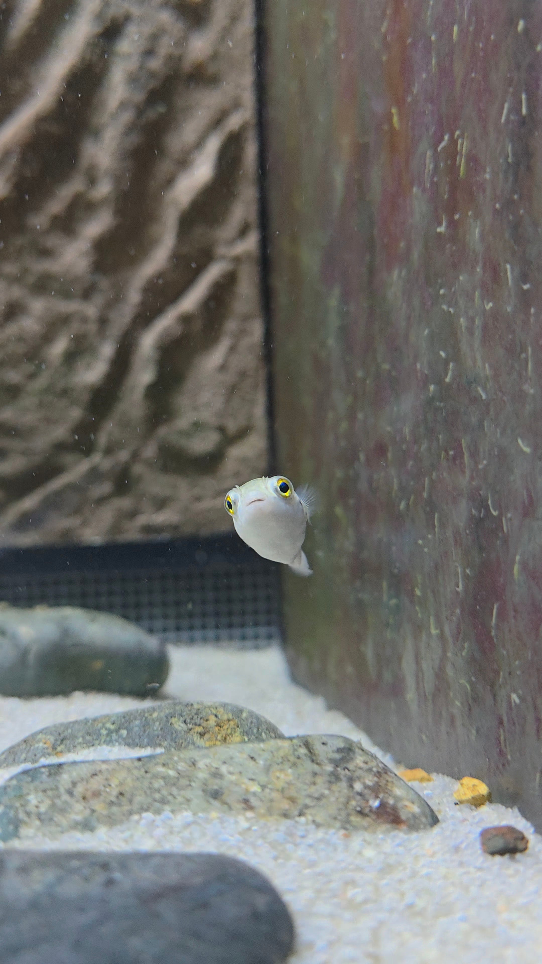 Green Spotted Puffer
