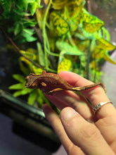 Load image into Gallery viewer, Chip 'Crested Gecko'
