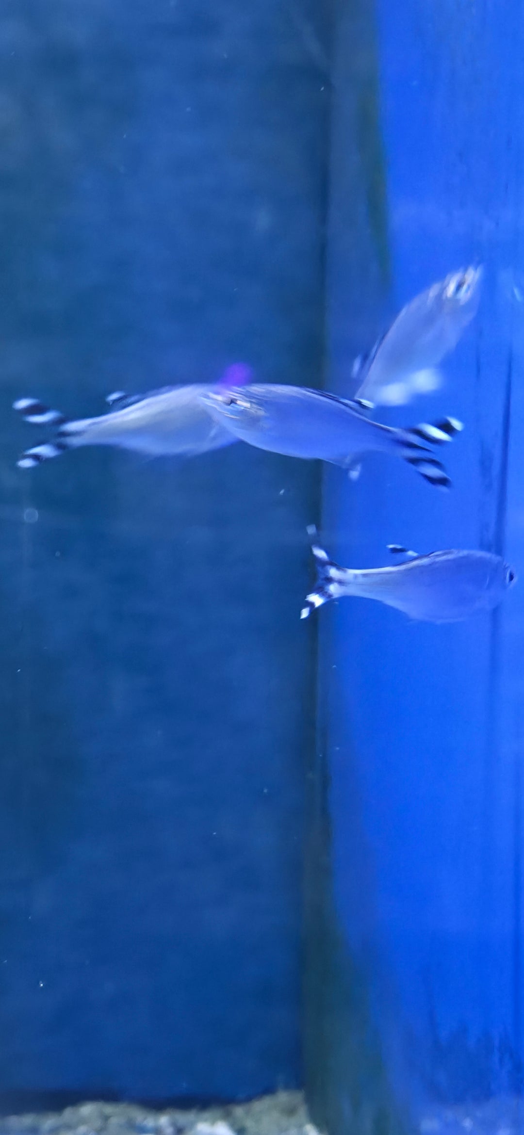 Barred Flagtail