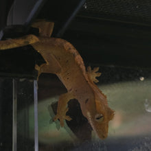 Load image into Gallery viewer, Crested Gecko (Juv)
