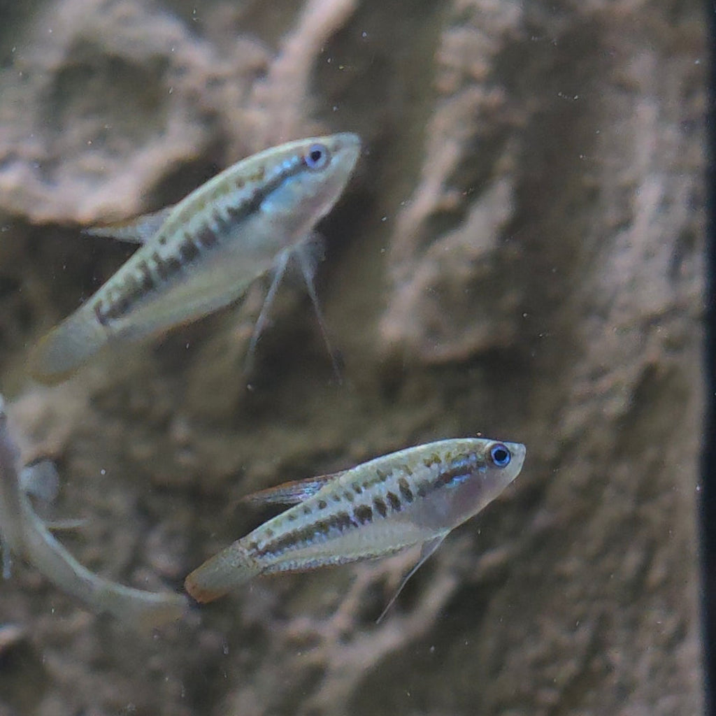 Assorted Pygmy Gourami
