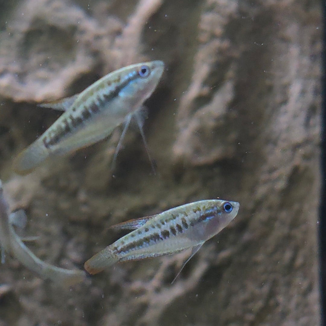 Assorted Pygmy Gourami