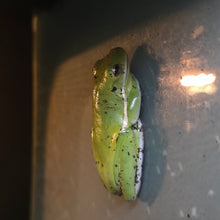 Load image into Gallery viewer, Green Eye Tree Frog
