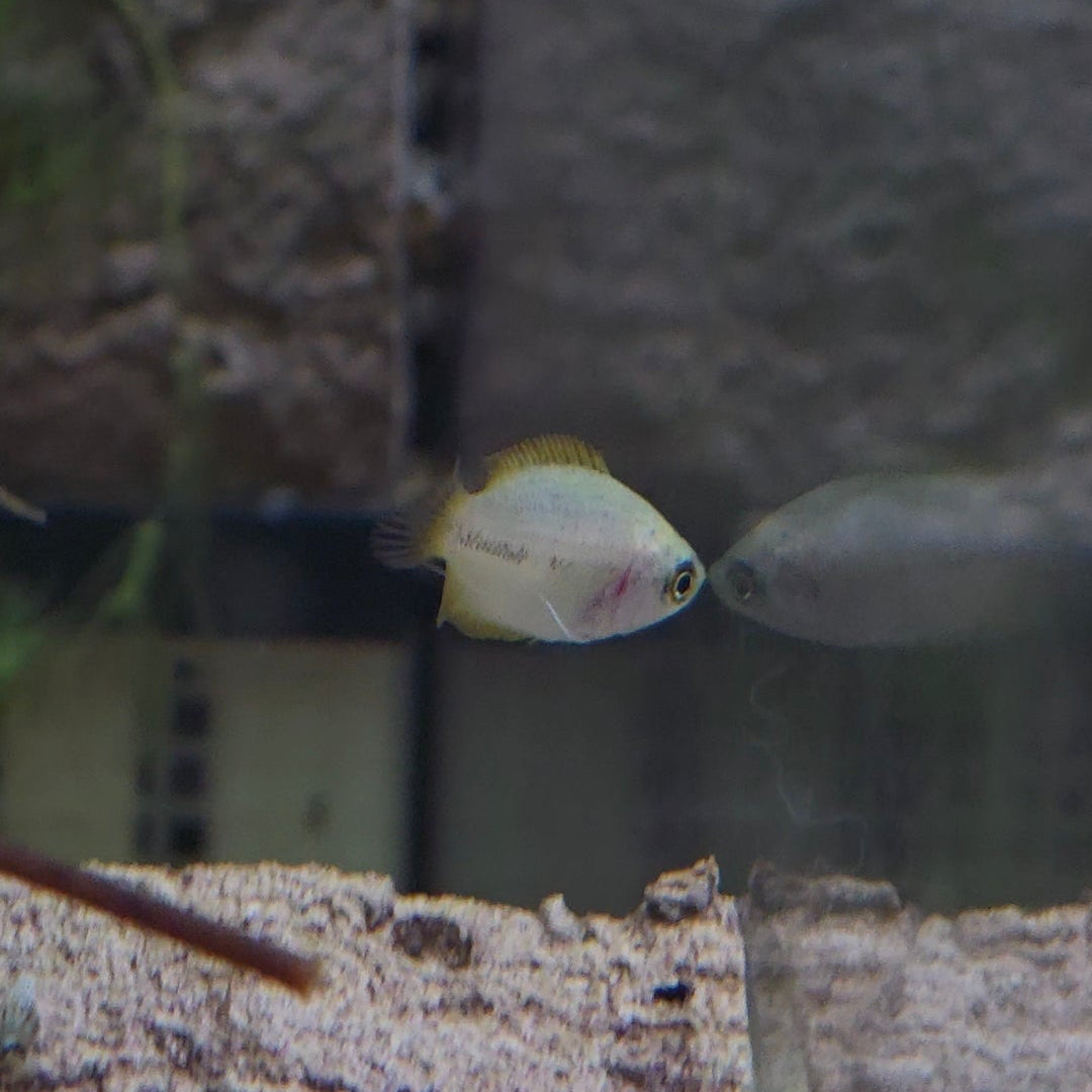Assorted Pygmy Gourami