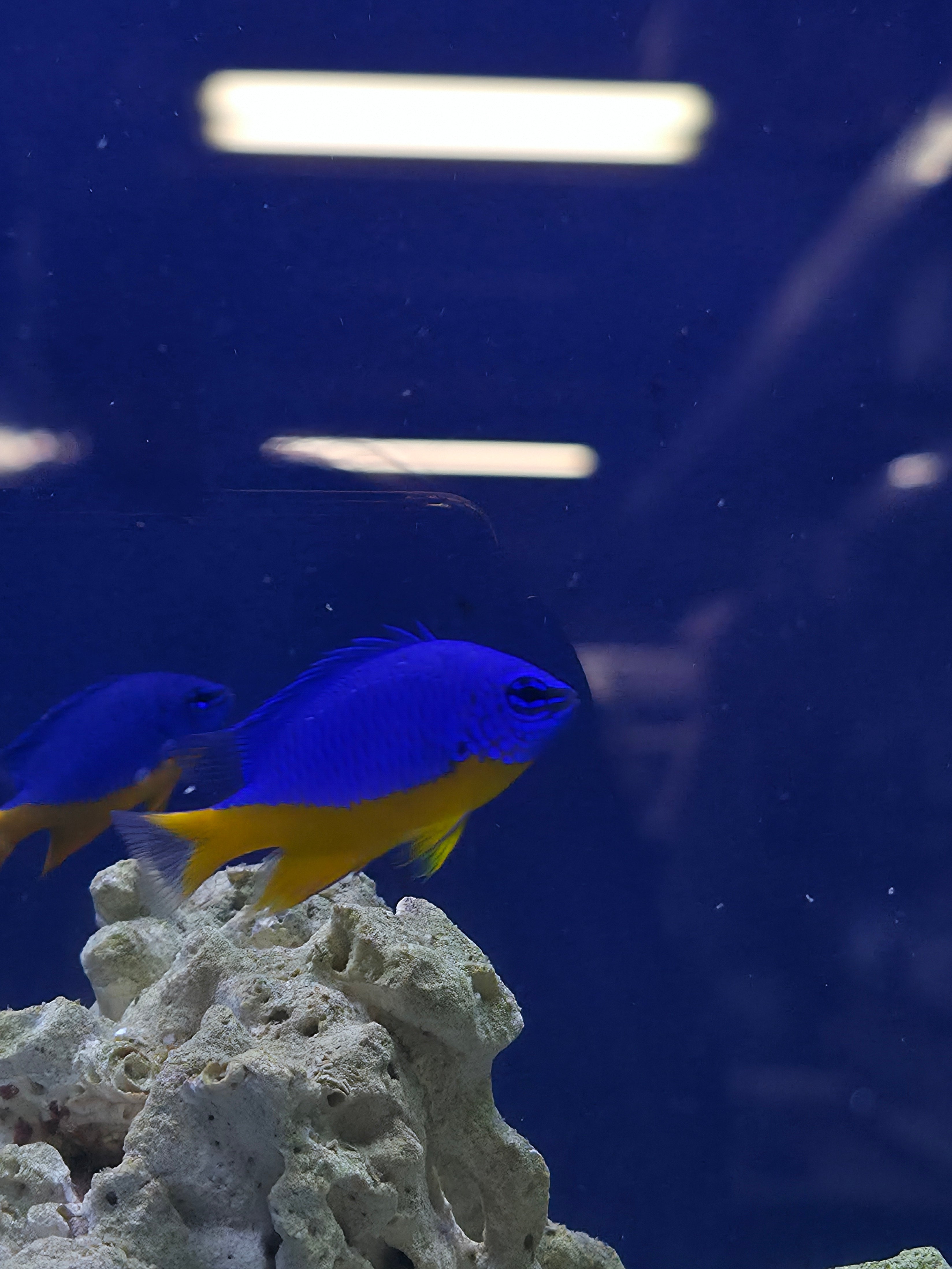Azure Damsel