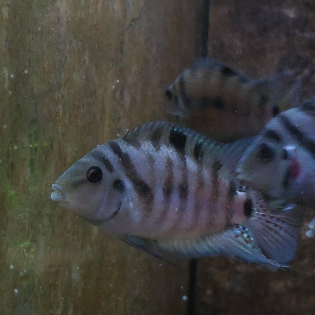 Convict Cichlid