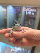 Load image into Gallery viewer, Hoppy Gilmore 'Dumpy Tree Frog'
