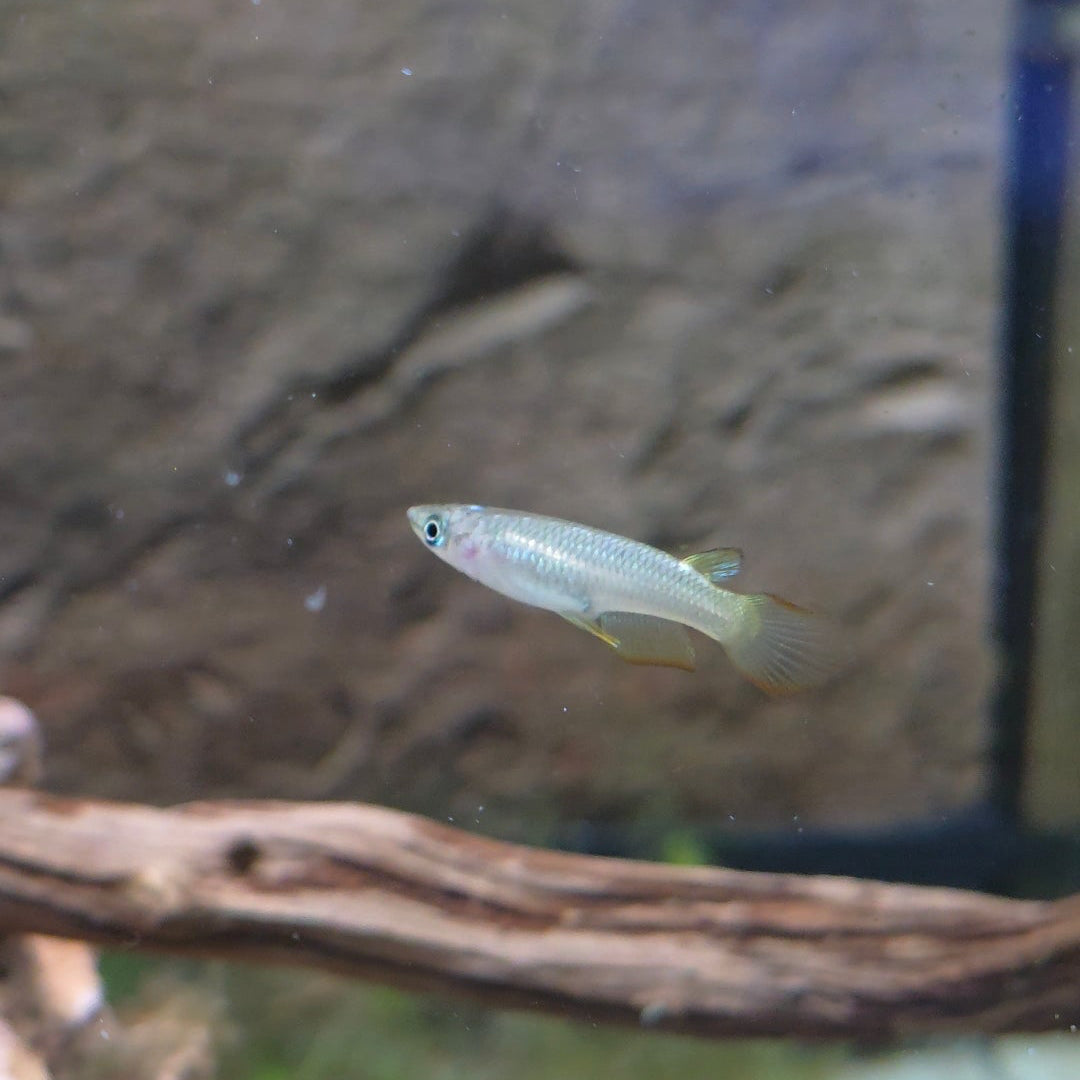 Golden Wonder Killi Fish