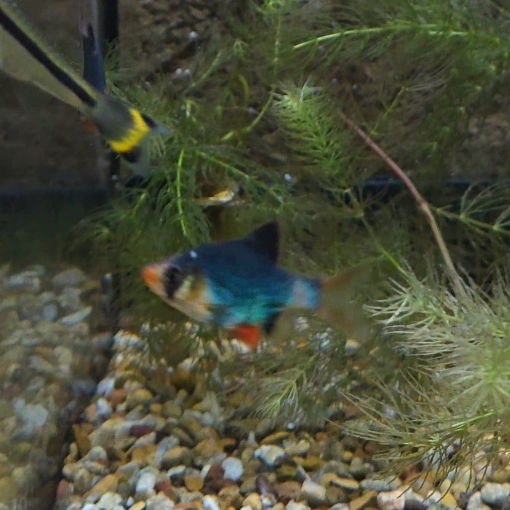 Assorted Tiger Barb