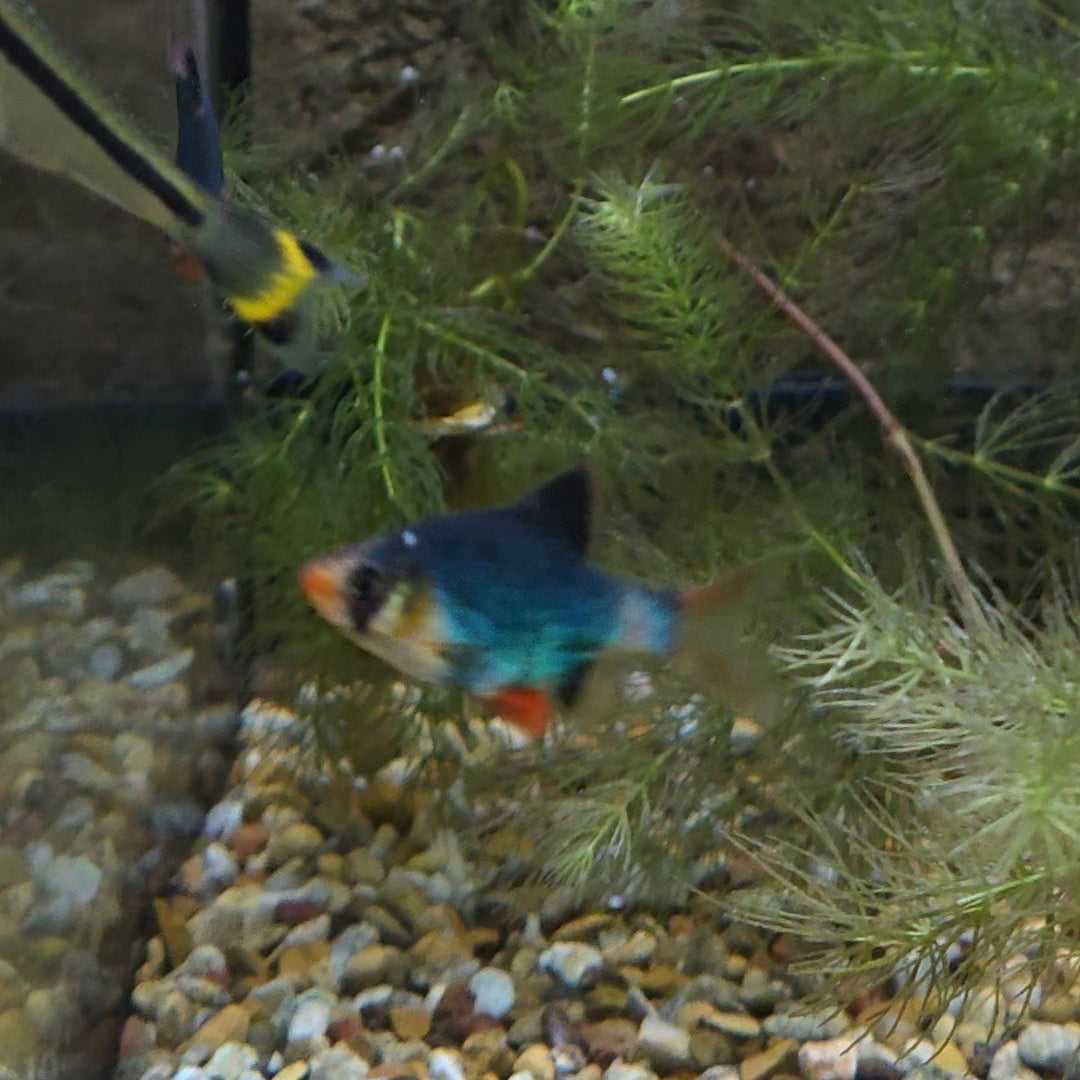 Assorted Tiger Barb